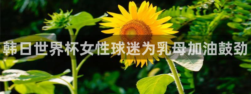 2026世界杯：韩日世界杯女性球迷为乳母加油鼓劲
